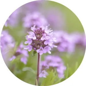 LIVING LIBATIONS - Sweet Thyme Essential Oil